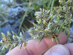 Cyperus flavicomus