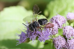 Coelioxys octodentatus
