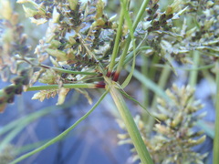 Cyperus flavicomus