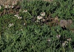 Penstemon confertus