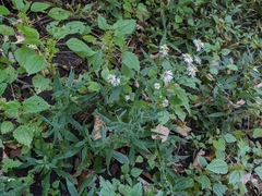 Symphyotrichum ontarionis glabratum