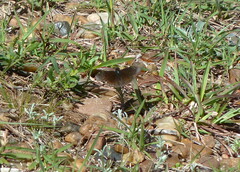 Pyrginae