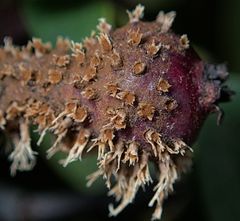 Gymnosporangium clavariiforme