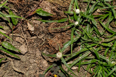 Cyperus mindorensis