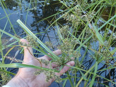Cyperus flavicomus