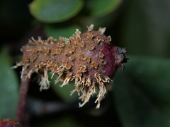 Gymnosporangium clavariiforme