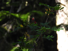 Sorbus sitchensis