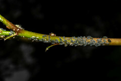 Aphis