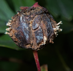 Gymnosporangium clavariiforme