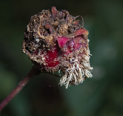 Gymnosporangium clavariiforme