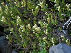 Phyllodoce glanduliflora