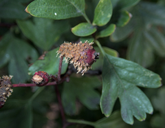 Gymnosporangium clavariiforme