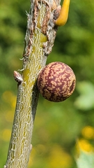 Kokkocynips imbricariae