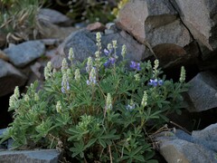 Lupinus arcticus
