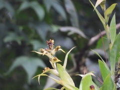 Tillandsioideae