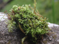 Geocalyx graveolens