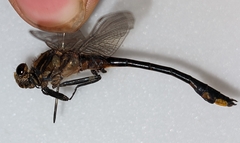 Gomphurus fraternus