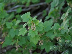 Ribes acerifolium