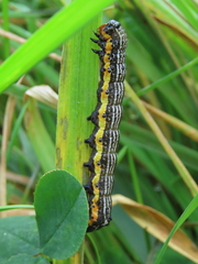 Pyrrhia exprimens