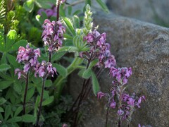 Pedicularis ornithorhynchos
