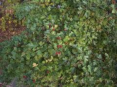 Crataegus monogyna