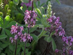 Pedicularis ornithorhynchos