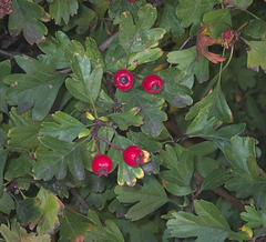 Crataegus monogyna