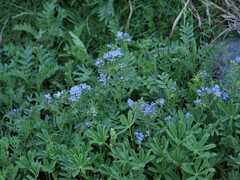 Polemonium californicum