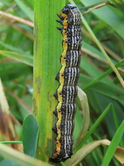 Pyrrhia exprimens