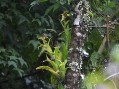 Tillandsioideae