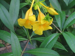 Allamanda cathartica