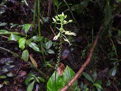 Malaxideae