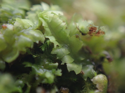 Image of Geocalyx graveolens by no rights reserved