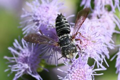Coelioxys octodentatus