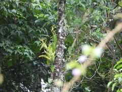 Tillandsioideae
