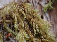 Hypnum circinale
