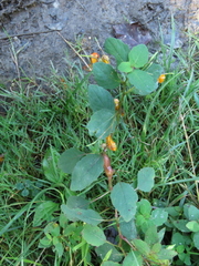 Neolasioptera impatientifolia