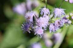 Coelioxys octodentatus