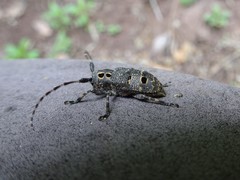 Mesosa curculionoides