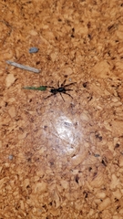 Lampona cylindrata