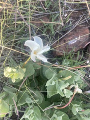 Mandevilla macrosiphon