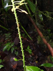 Malaxideae