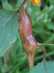 Neolasioptera impatientifolia