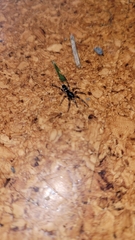 Lampona cylindrata