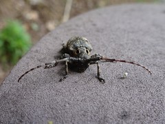 Mesosa curculionoides