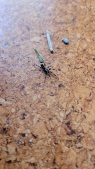 Lampona cylindrata
