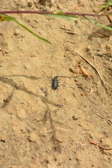 Cicindela longilabris