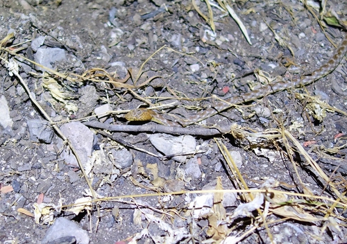 Telescopus dhara