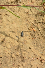 Cicindela longilabris