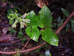 Malaxideae